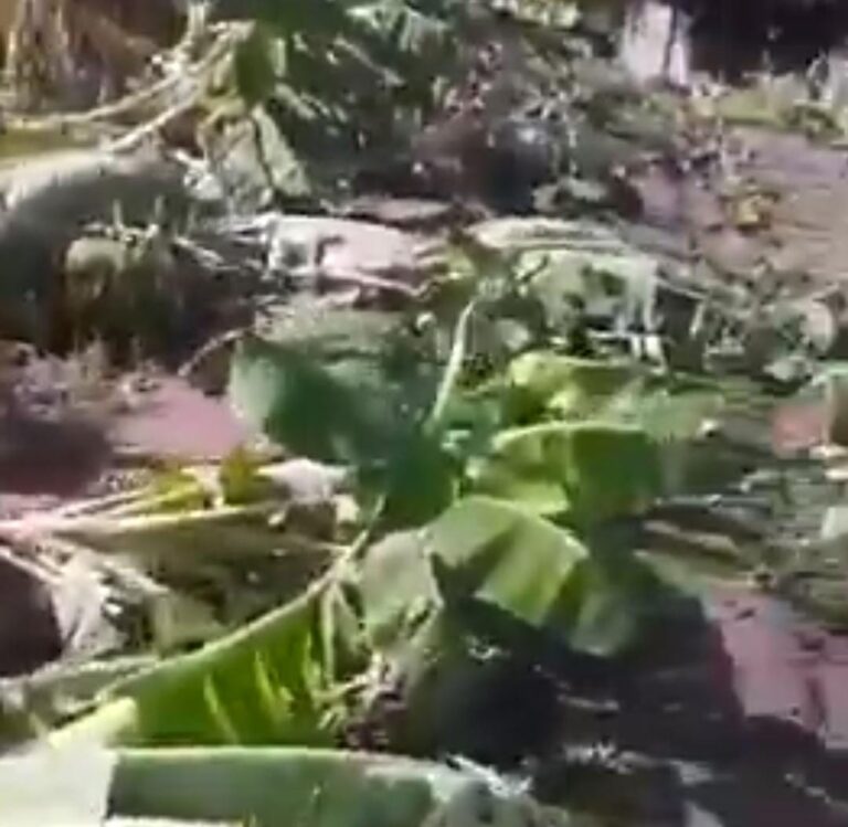 Productor de guineo denuncia pérdidas por las lluvias y pide ayuda al Ministerio de Agricultura en Azua
