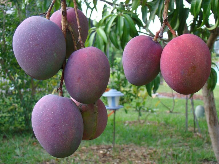 Inician hoy la tradicional Feria del Mango en Baní