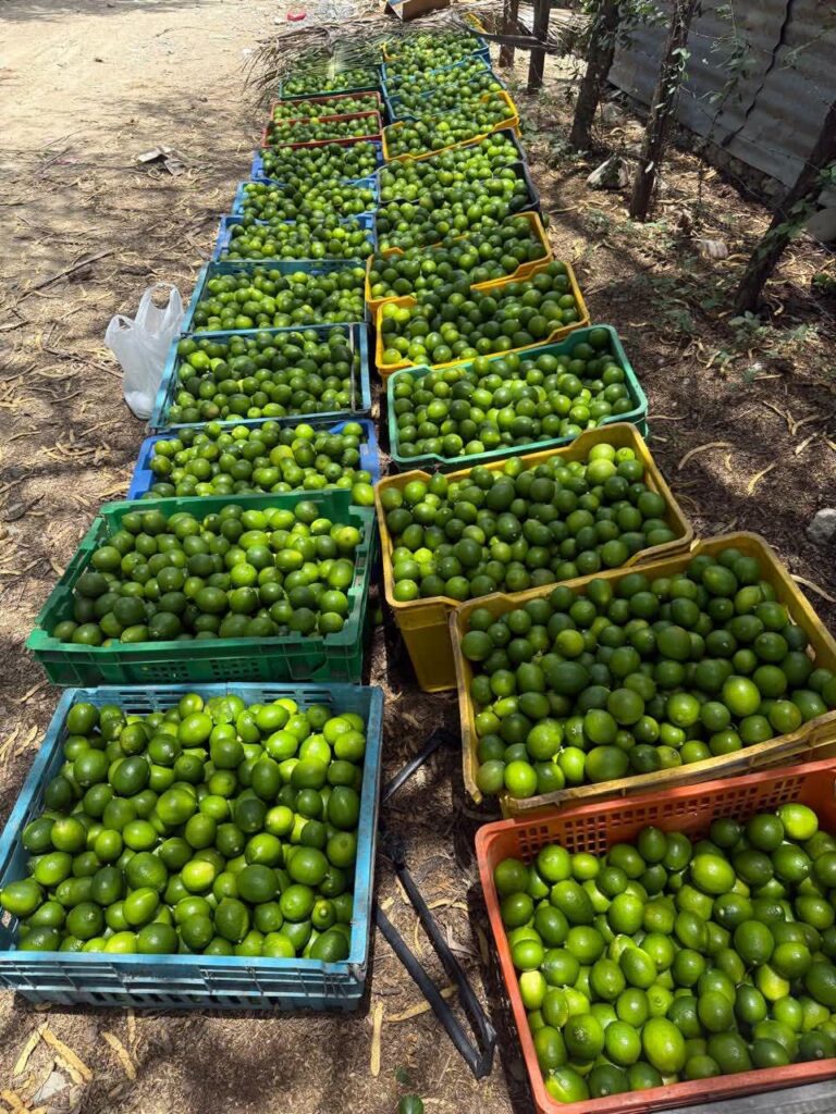 El campo dominicano sigue indetenible con avances en producción y abastecimiento