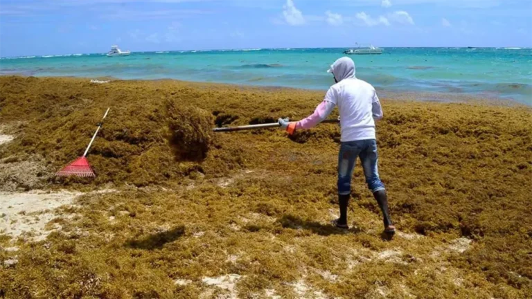 Oleada histórica de sargazo amenaza al Caribe: esperan más de 700 toneladas este año